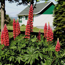 Red Lupin Flower Seeds