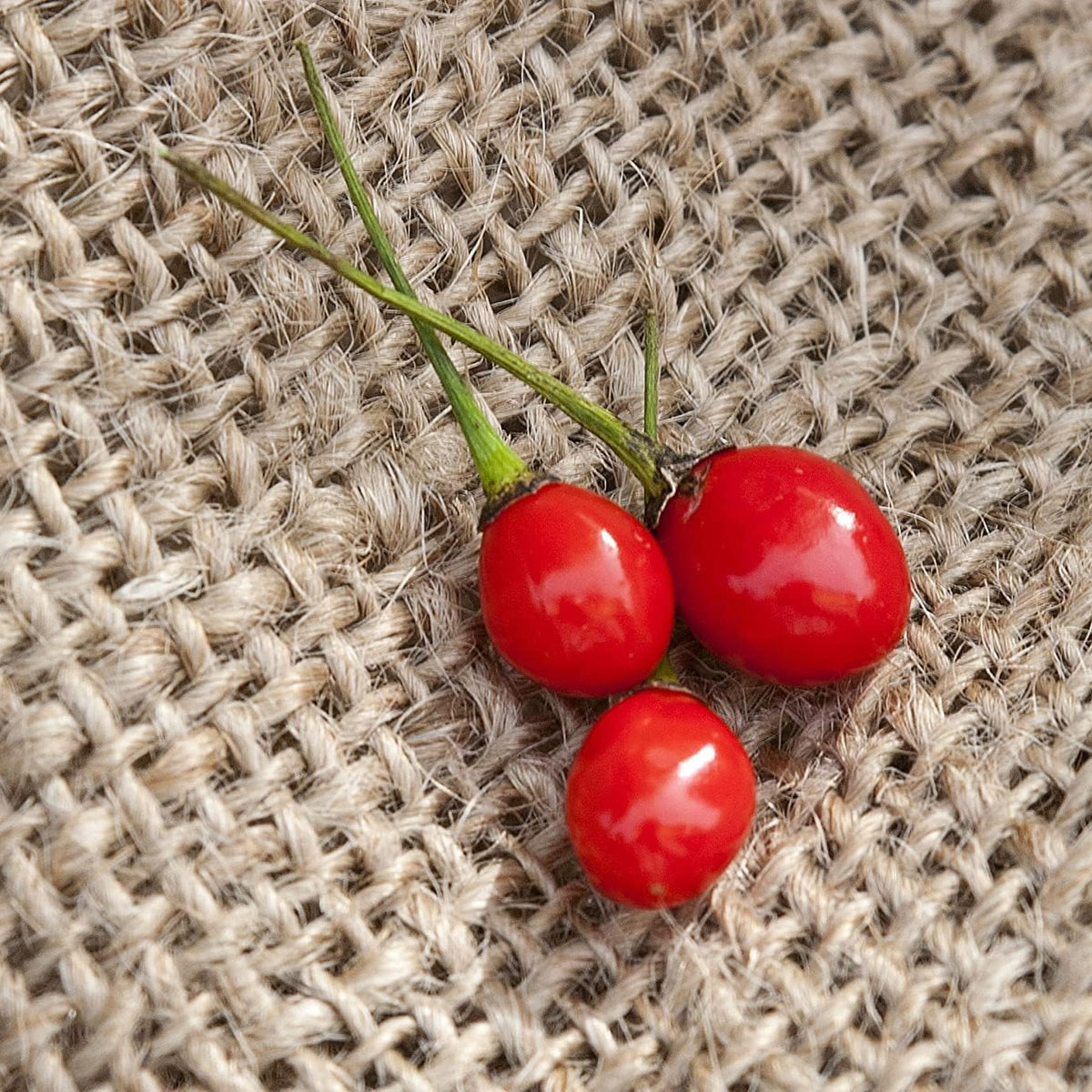 Texas Chiltepin Heirloom Hot Pepper Seeds