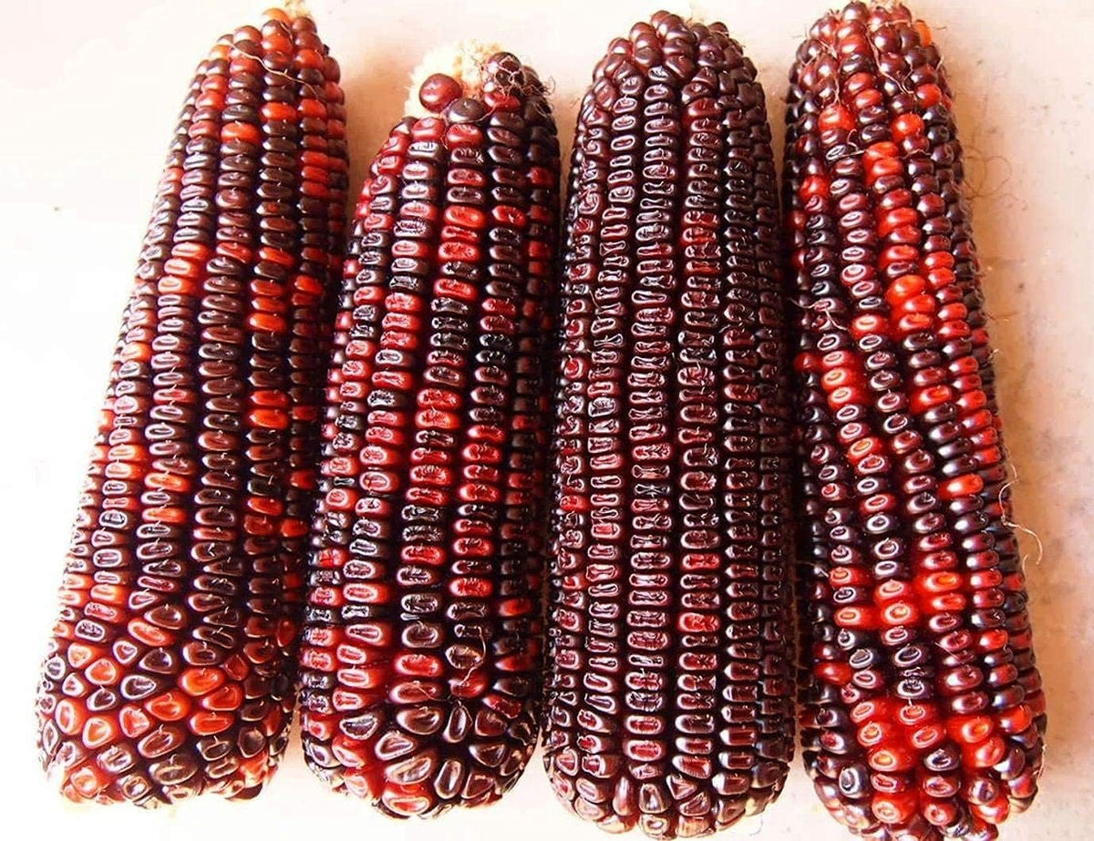 Bloody Butcher Dent Corn Seeds