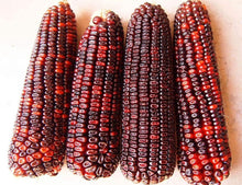 Bloody Butcher Dent Corn Seeds