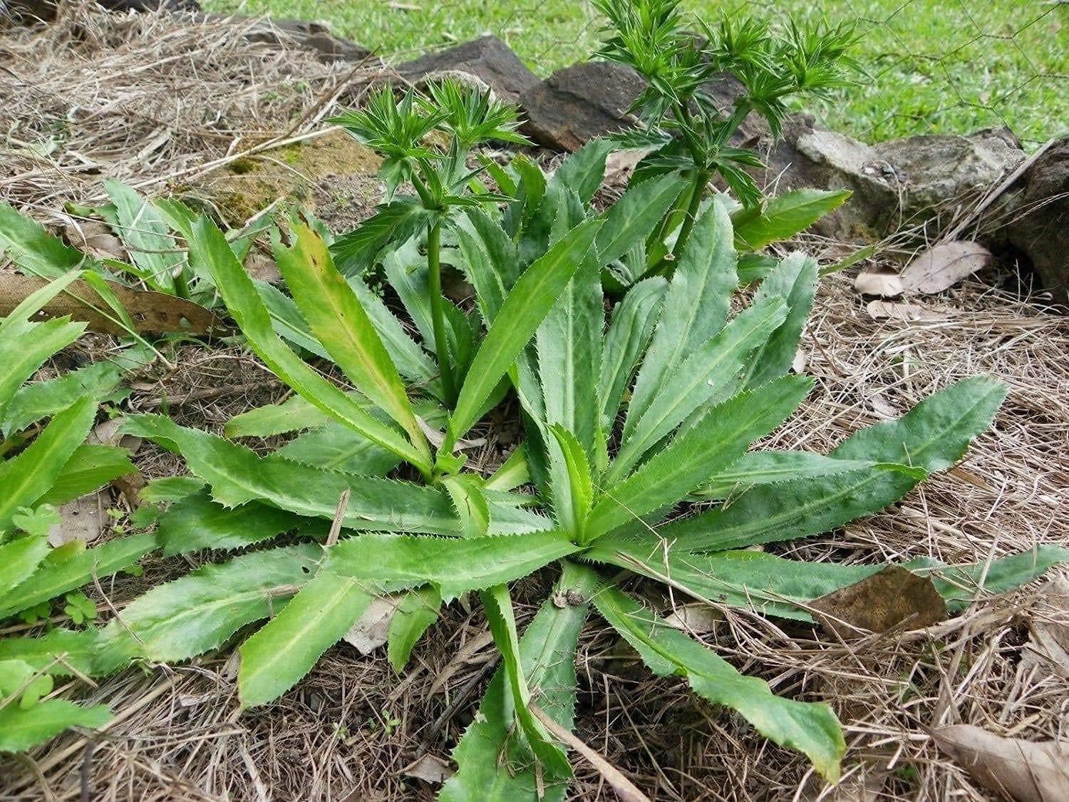 Culantro Herb Seeds up to 50%