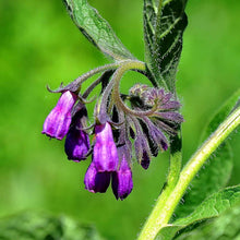 Comfrey Seeds
