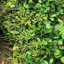 Midori Giant Edamame Seeds