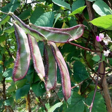 Purple Hyacinth Bean Seeds
