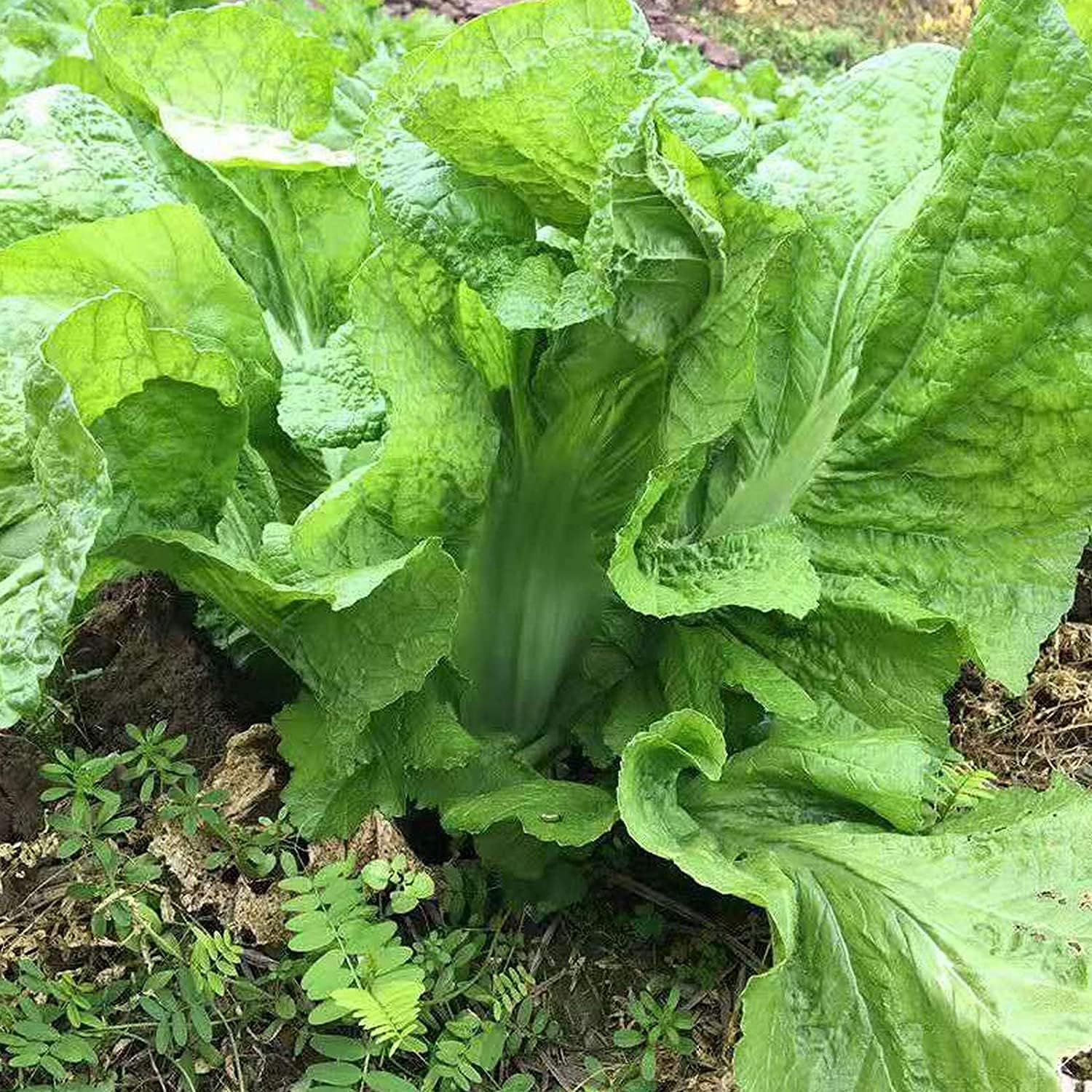 Chinese Heirloom Vegetable Seeds up to 50%
