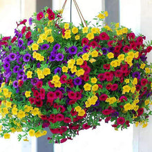 Mixed Petunia Seeds