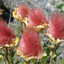 Prairie Smoke Flower Seeds