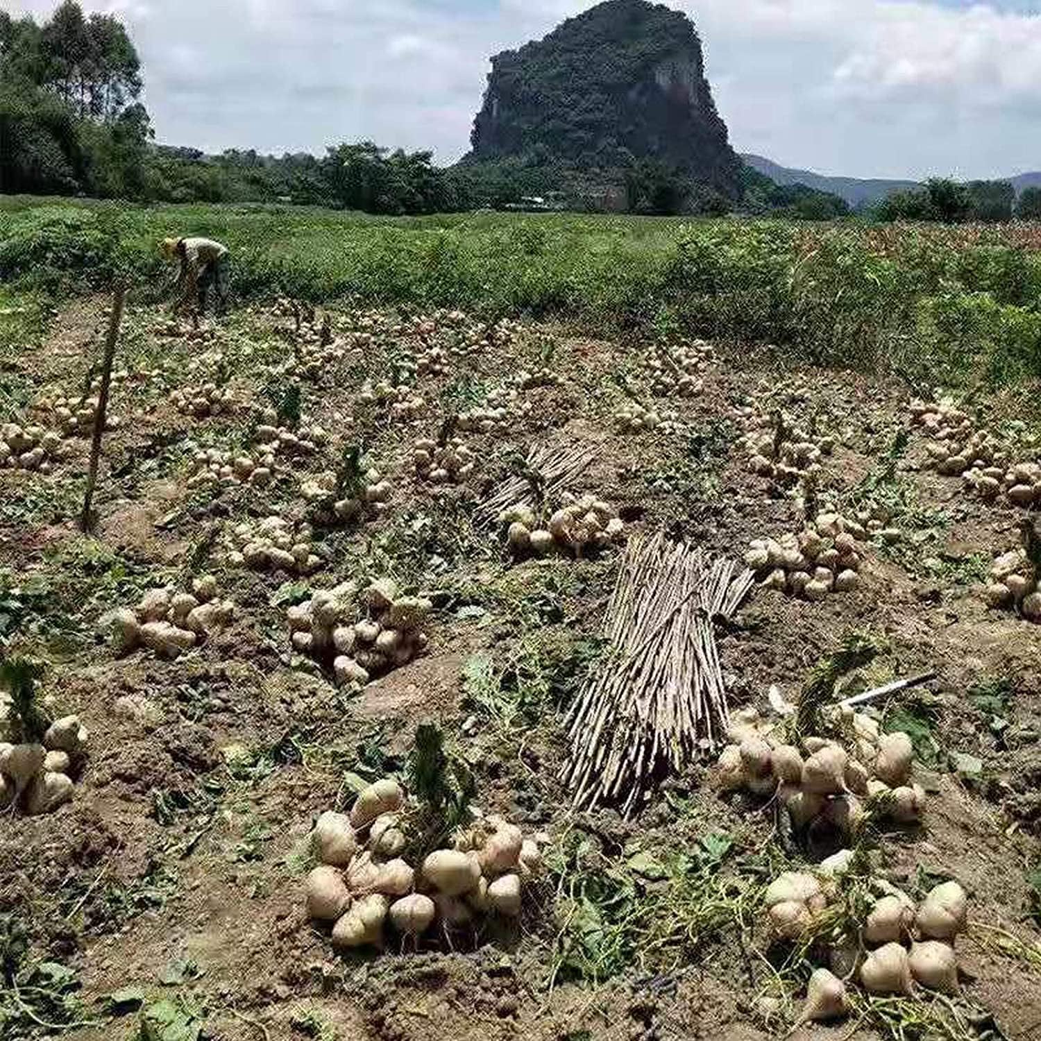 Jicama Yam Bean Seeds up to 50%
