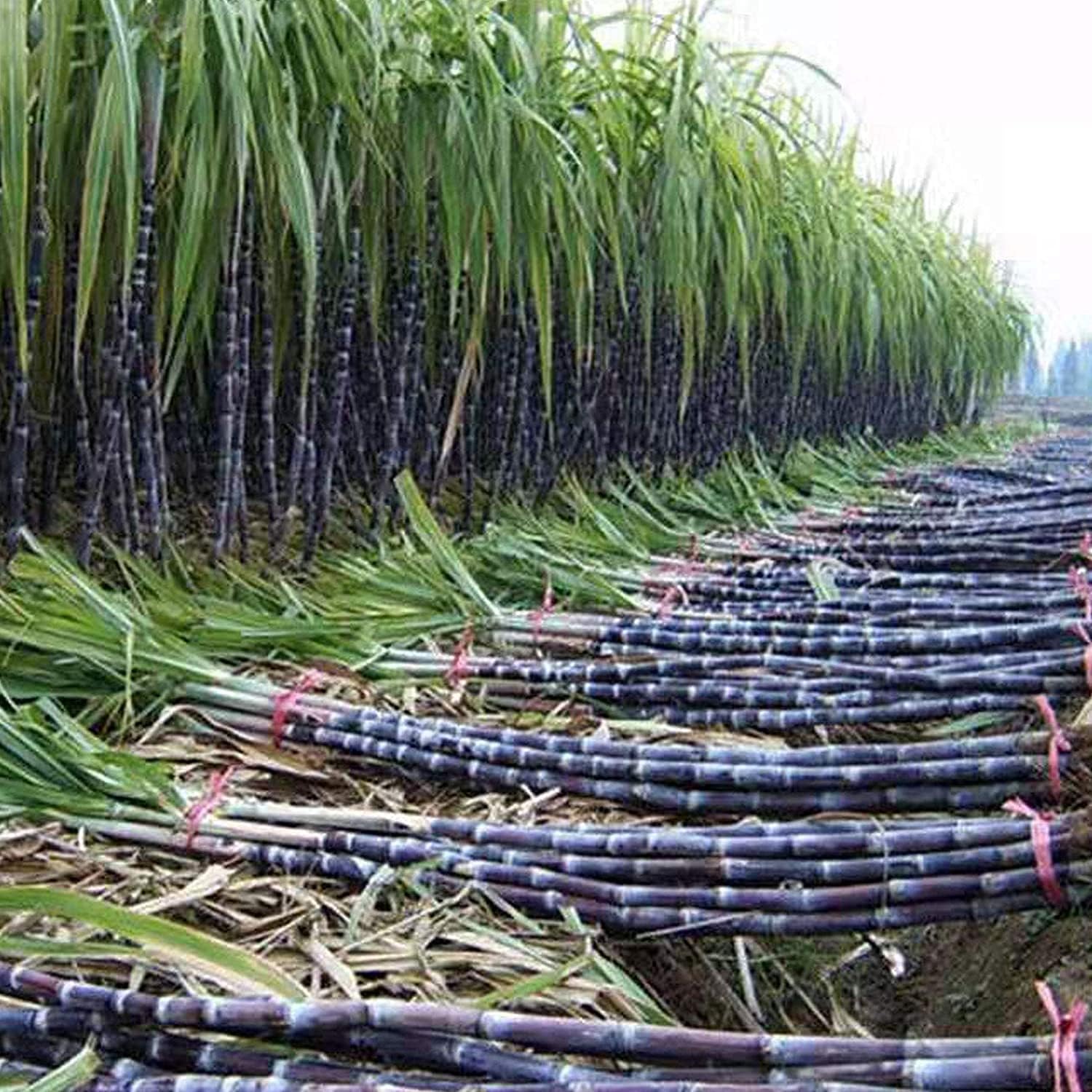 Giant Sugar Cane Seeds up to 50%