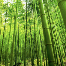 Giant Bamboo Plant Seeds