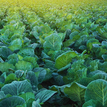 Morris Heading Collard Seeds