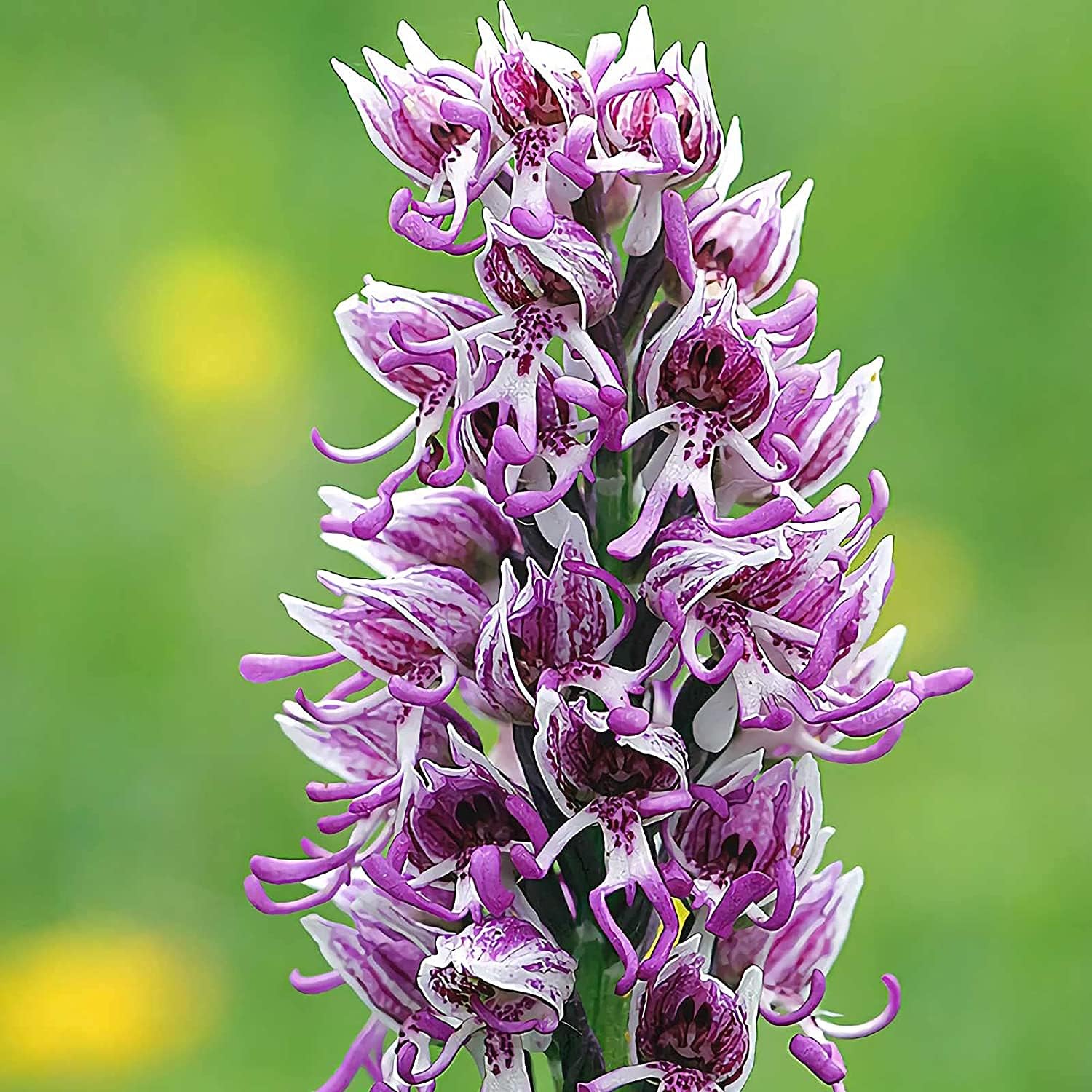 Monkey Orchid Flower Seeds up to 50%