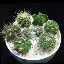 Opuntia Cactus Seeds - Mixed