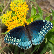 Yellow Butterfly Milkweed Seeds