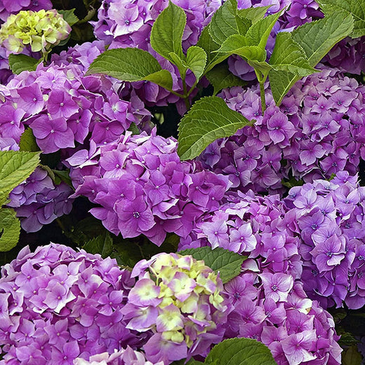 Mixed Hydrangea Flower Seeds
