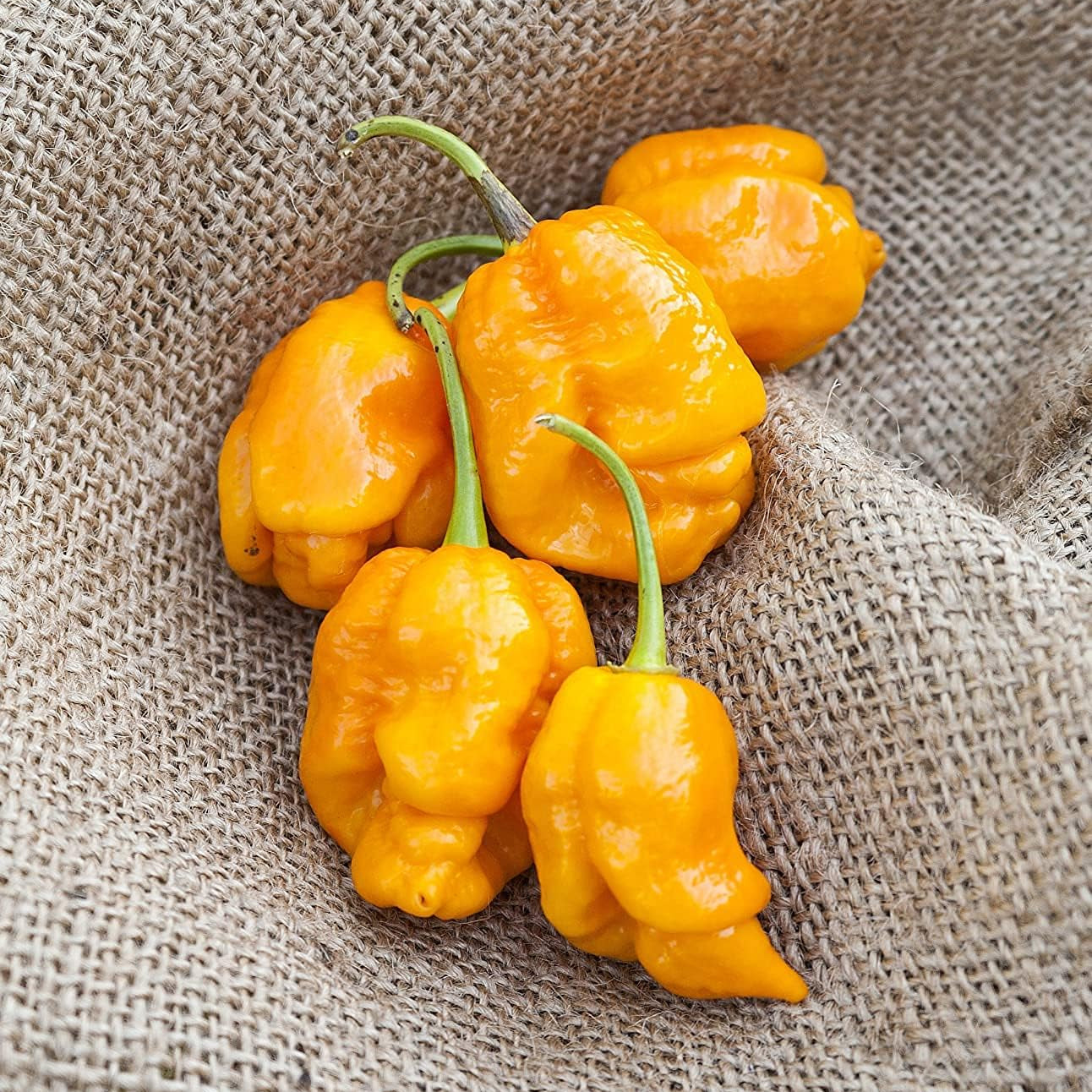 Trinidad Yellow Heirloom Pepper Seeds – Premium Variety– up to 50%