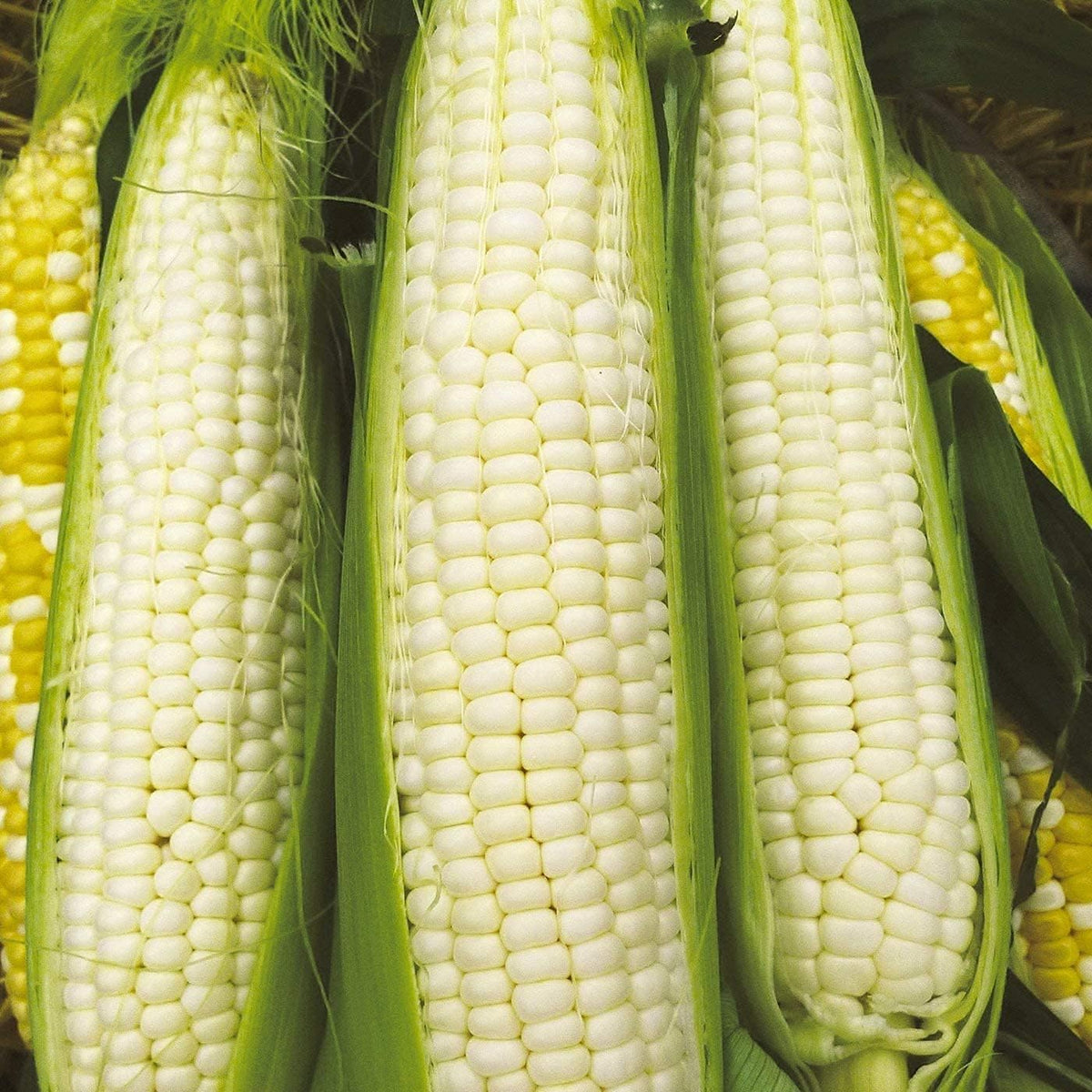 Hybrid Sweet Corn Seeds
