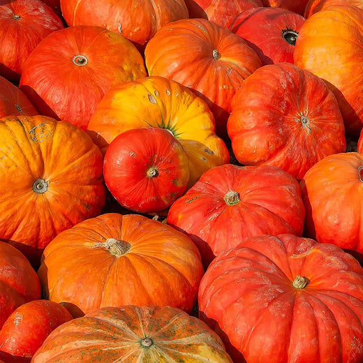 Cinderella Pumpkin Seeds