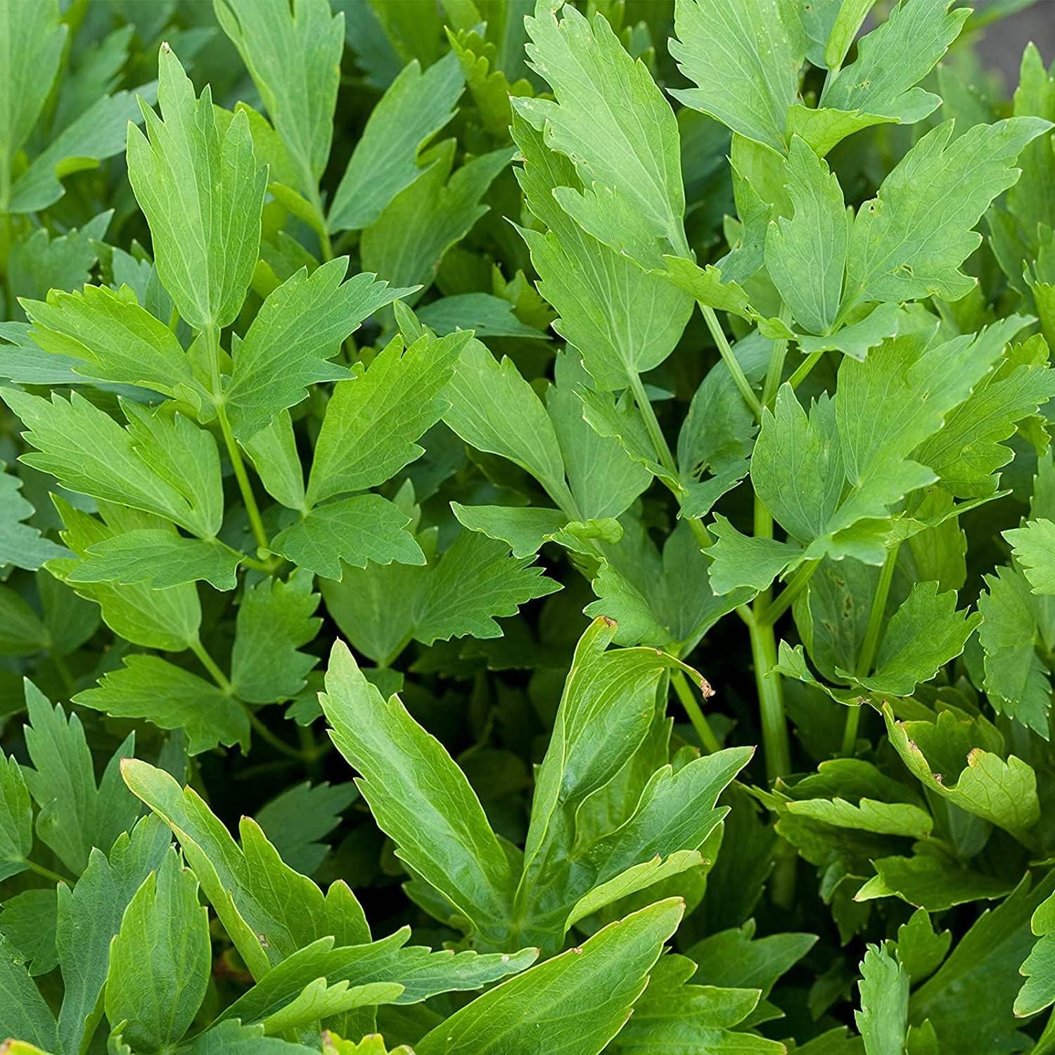 Lovage Herb Seeds – Non-GMO Medicinal &amp; Culinary | up to 50%