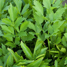 Lovage Seeds