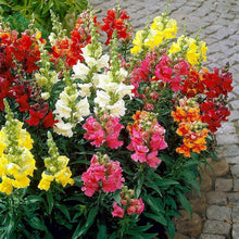 Mixed Snapdragon Flower Seeds