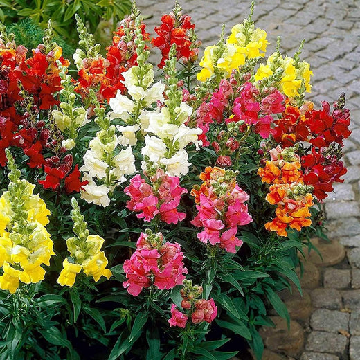 Mixed Snapdragon Flower Seeds