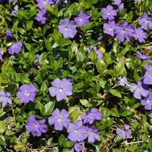 Minor Vinca Ground Cover Seeds
