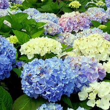 Mixed Hydrangea Flower Seeds