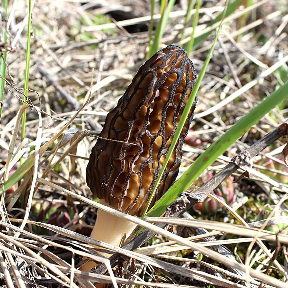 Black Morel Mushroom Seeds – Non-GMO Mycelium Spores for Planting – up to 50%