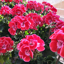 Mixed Geranium Flower Seeds