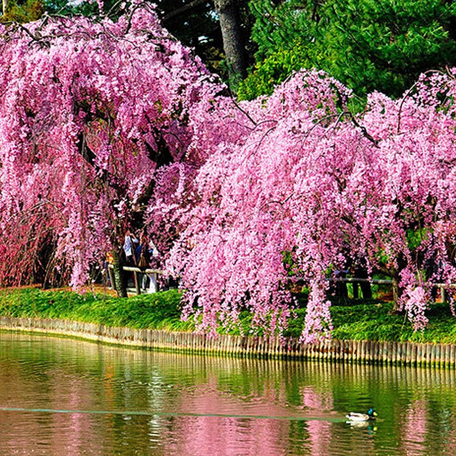 Weeping Cherry Blossom Seeds up to 50%