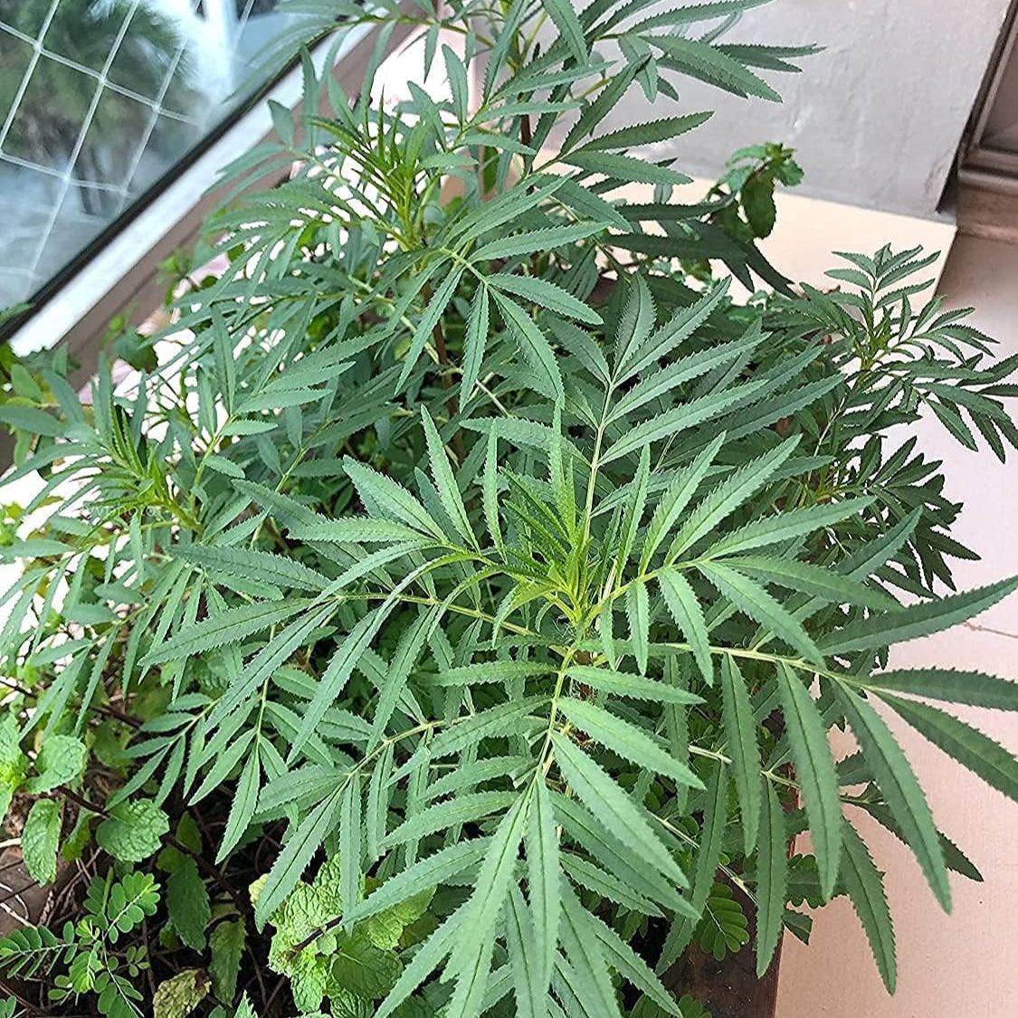Black Mint Huacatay Seeds up to 50%