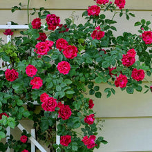 Climbing Rose Flower Seeds