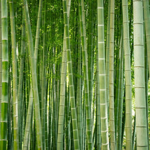 Giant Bamboo Plant Seeds