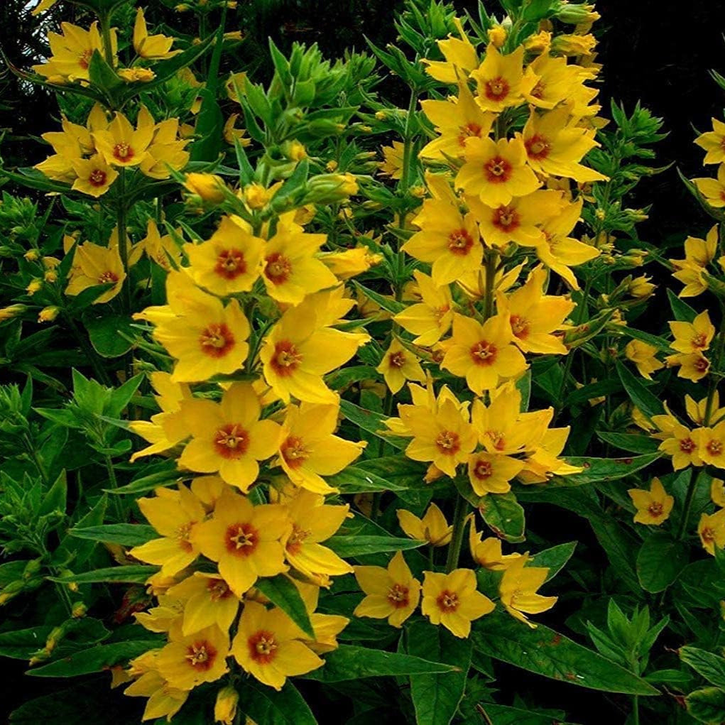 Yellow Loosestrife Seeds