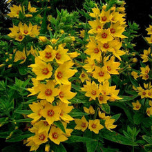 Yellow Loosestrife Seeds