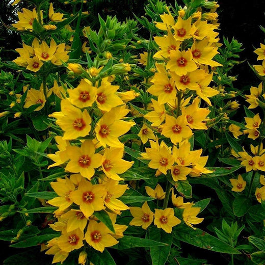 Yellow Loosestrife Seeds