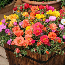Moss Rose Flower Seeds