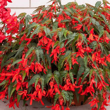 Boliviensis Begonia Santa Cruz Sunset Seeds