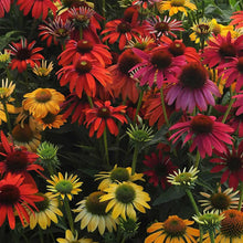 Purple Coneflower Seeds