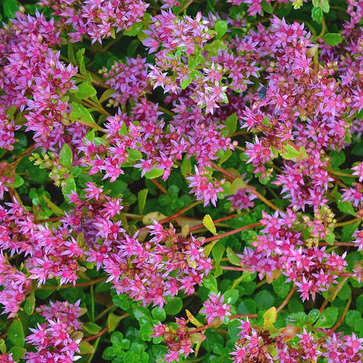 Dragons Blood Sedum Seeds