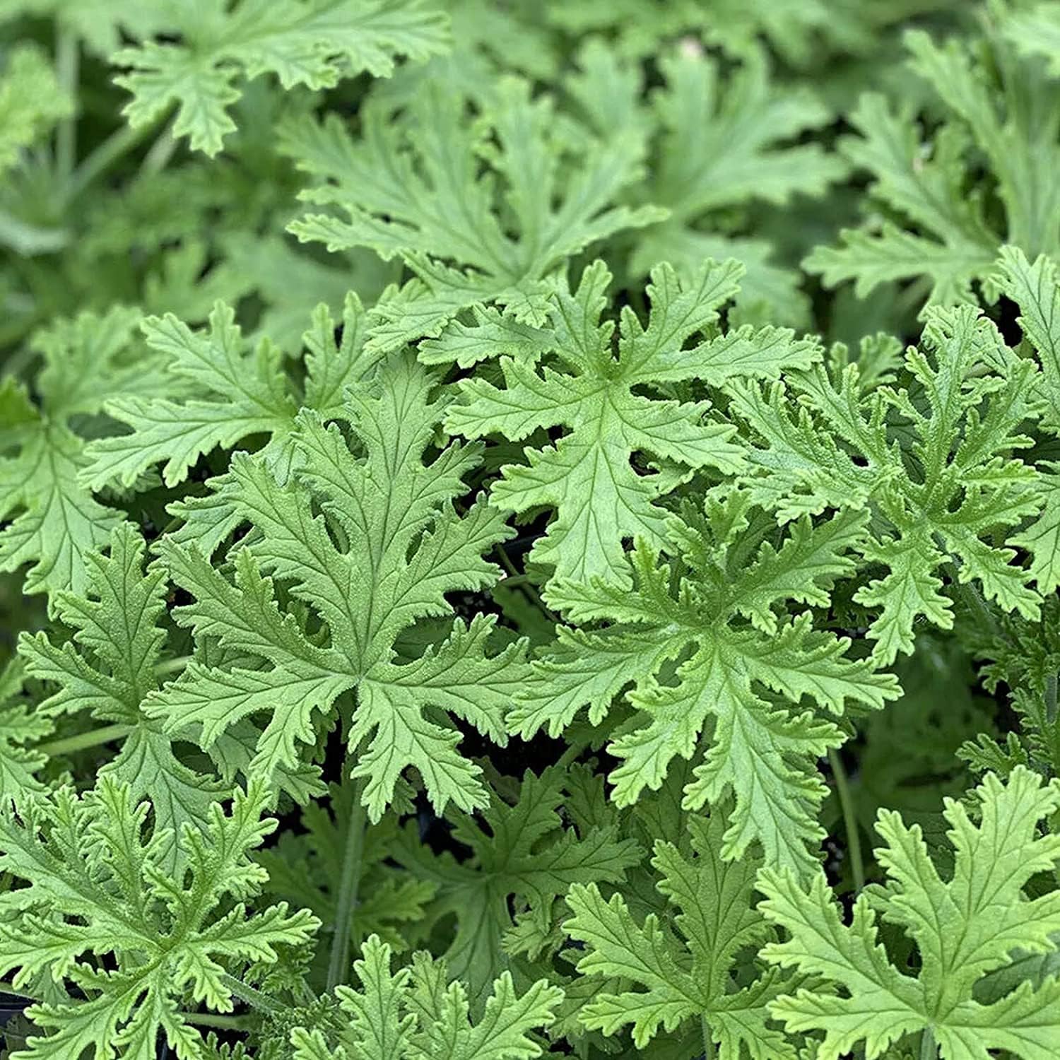 Citronella Plant Seeds up to 50%