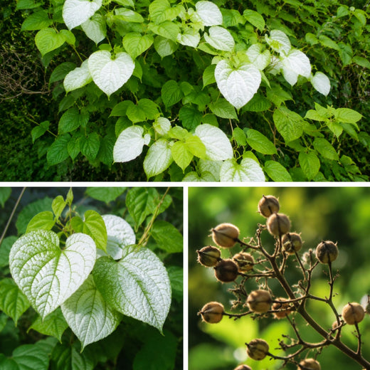 Silver Vine Seeds