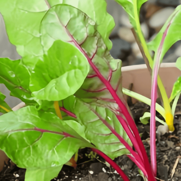 Swiss Chard Seeds up to 50%