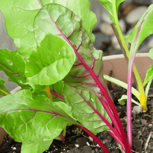 Swiss Chard Seeds