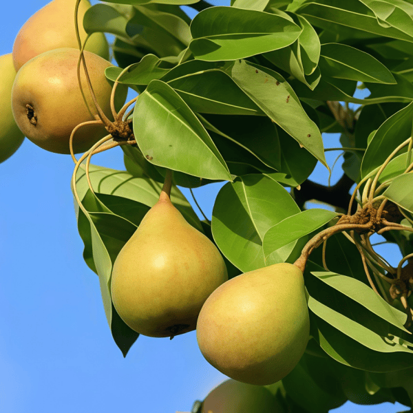 Pear Seeds up to 50%