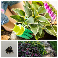 Hosta Seeds - Mixed