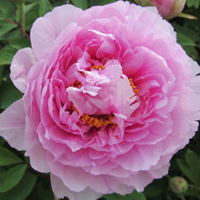 Peony Portulaca Grandiflora Seeds
