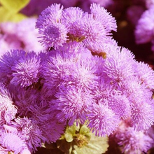 Rose Floss Flower Seeds