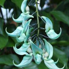Jade Vine Flower Seeds